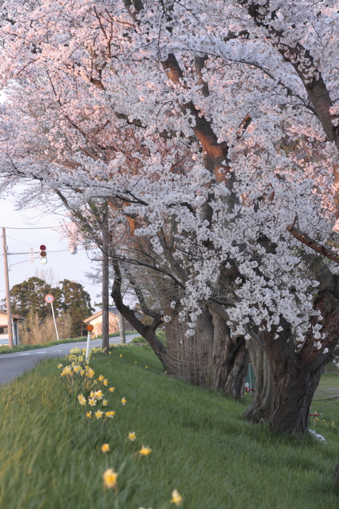 桜