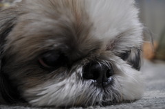 シャッター音でお目覚め