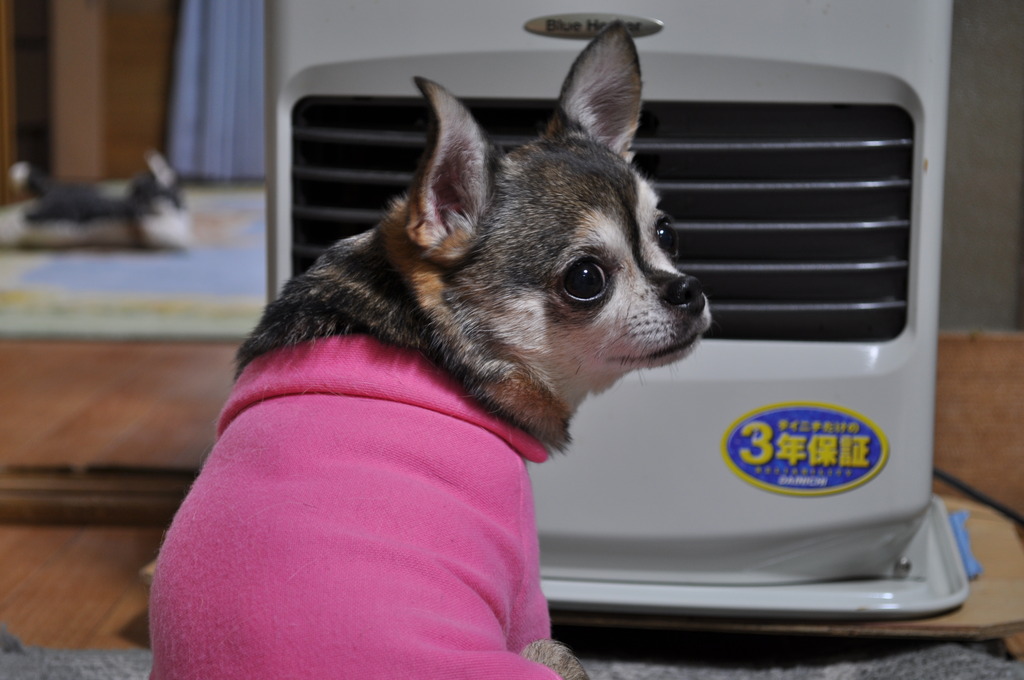 寒い・・(ﾁﾜﾜ：ﾒｷｼｺ原産)