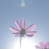 夏？　秋桜