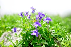 ミヤマオダマキ