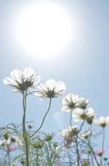 日焼け秋桜