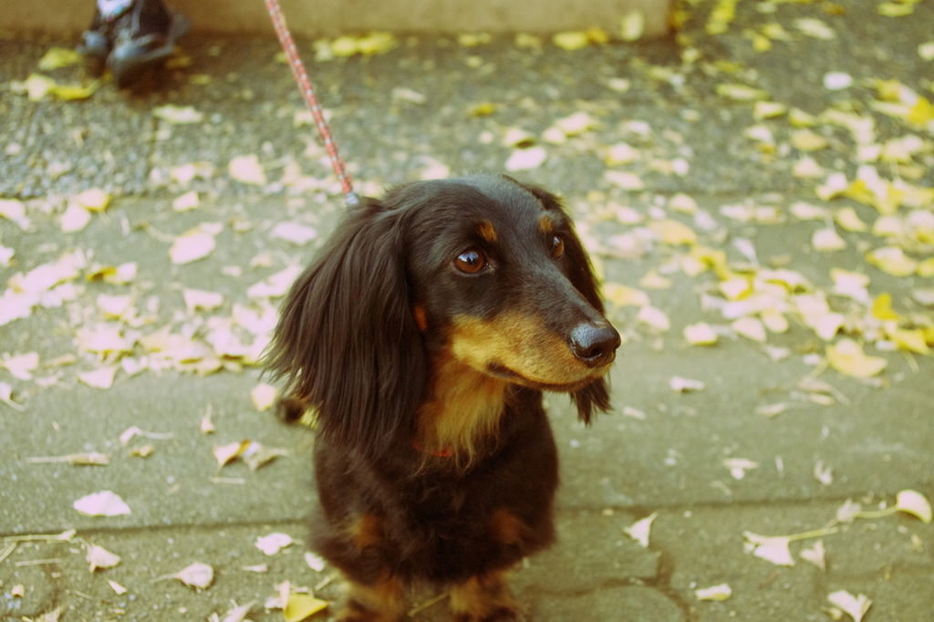 実家の愛犬ルナ