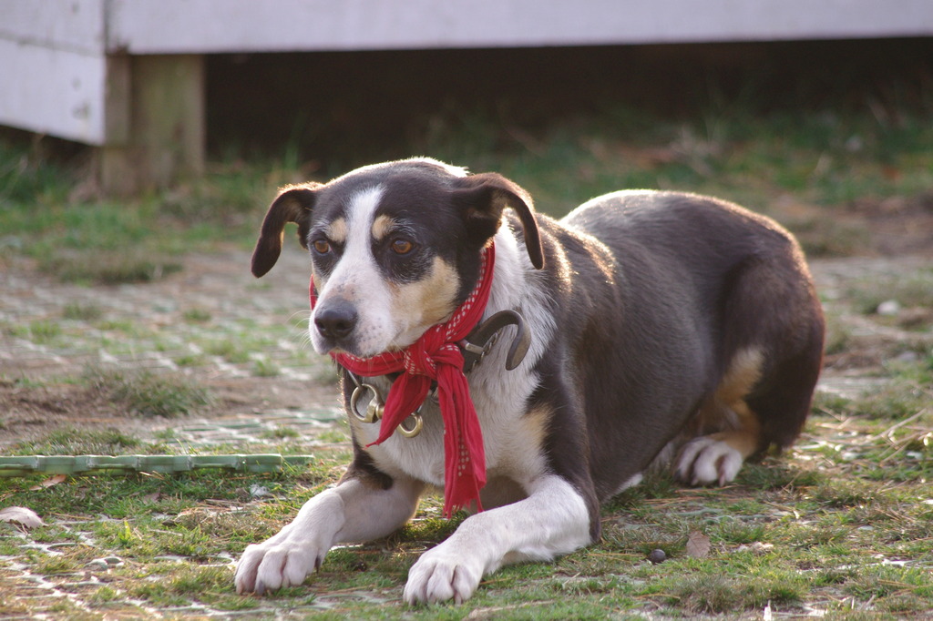 牧羊犬