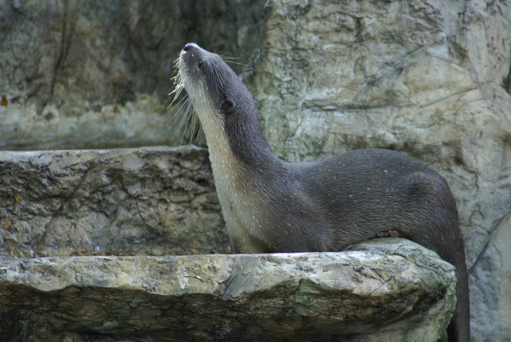 カワウソの憂鬱