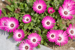庭の花達２