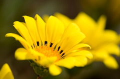 庭の花達３