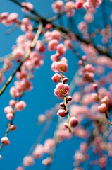梅の花が咲きました。