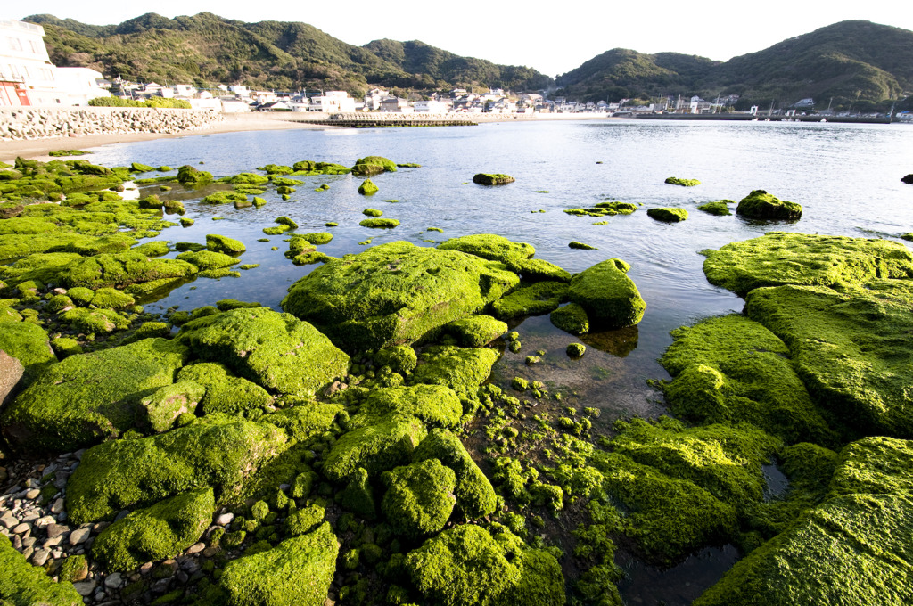 緑の海岸
