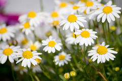 庭の花達１