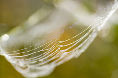蜘蛛糸のティアラ
