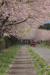 桜並木を走る