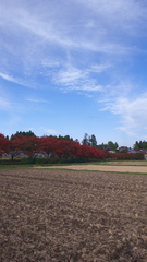葉桜の紅葉