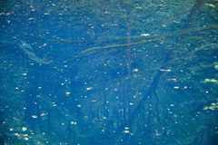 池の底