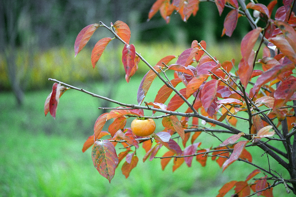 柿の紅葉