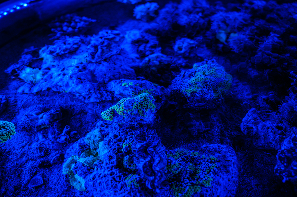 光る珊瑚