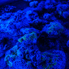 光る珊瑚