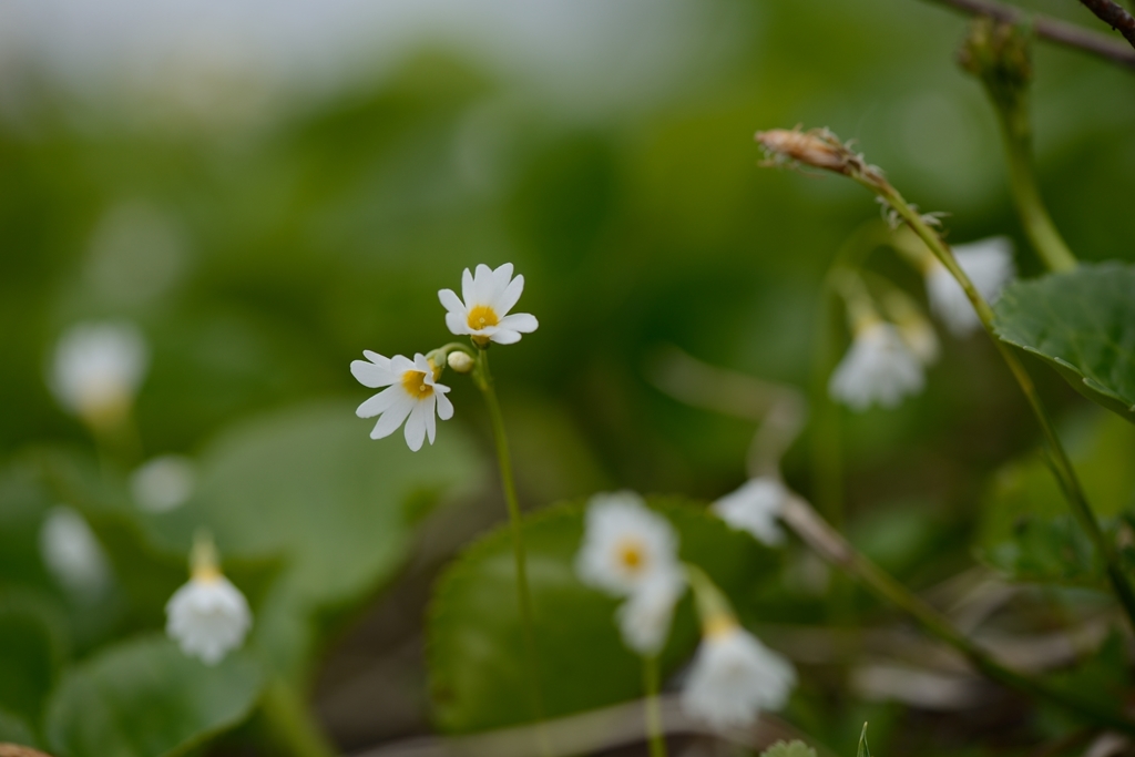 白い花の高山植物 By すだれん Id 写真共有サイト Photohito