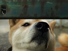 鉄と犬