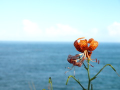 花と海と空