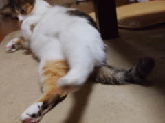 おなかいっぱい。