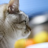 よこ顔