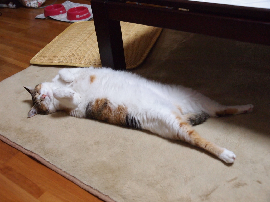 おなかいっぱい。