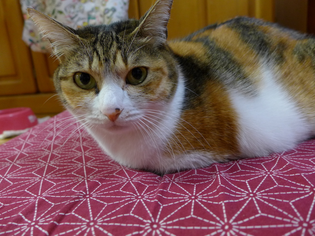 みなみなさま　良いお年を