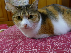 みなみなさま　良いお年を