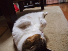 おなかいっぱい。