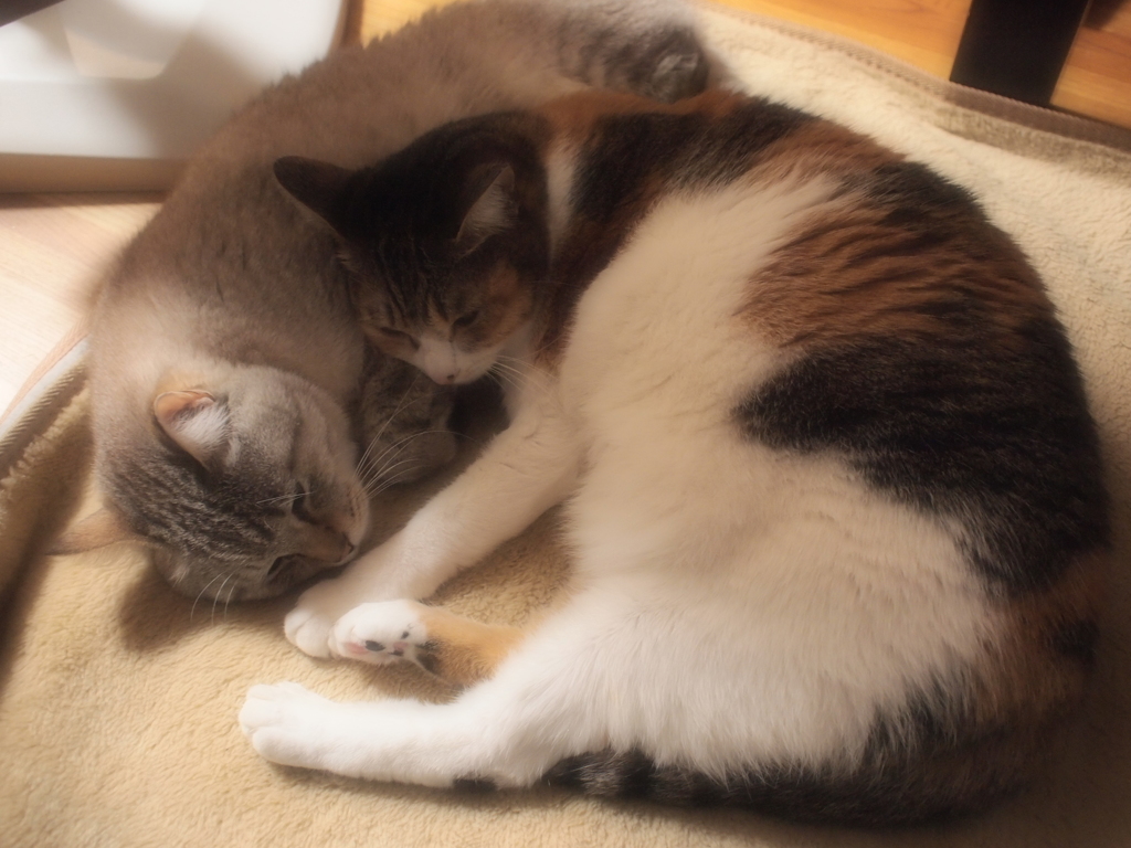 ソフトフォーカス