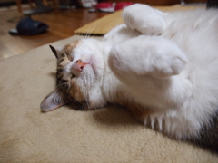 おなかいっぱい。