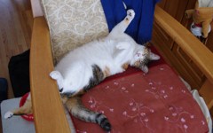 暑い　寝苦しい