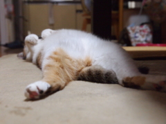 おなかいっぱい。