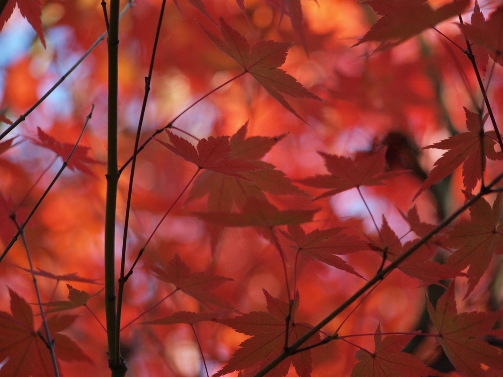 2009年　紅葉