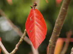 2009年　紅葉