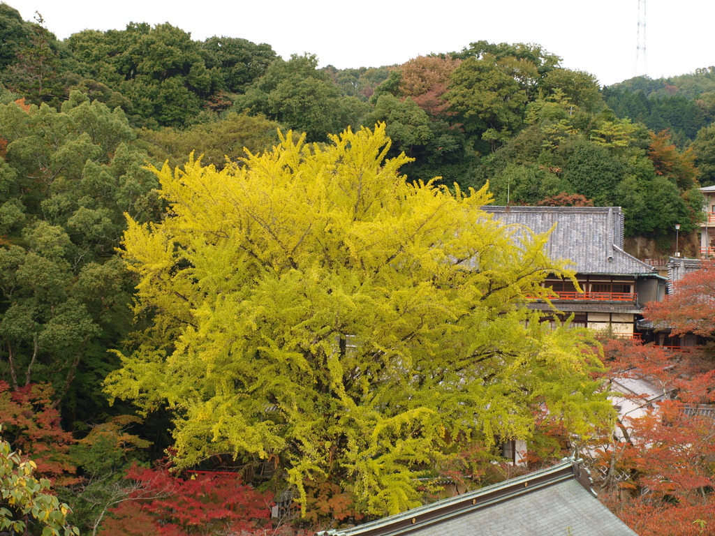 2009年　紅葉