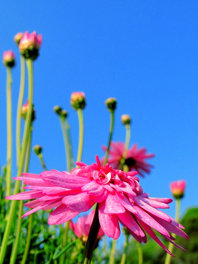 ＰＩＮＫ♥