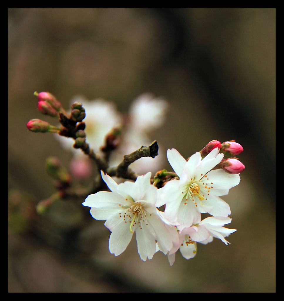 １０月桜