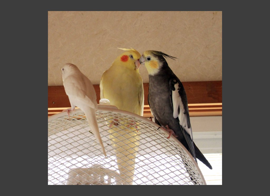 コイスルオカメ(〃ω〃) ｷｬｧ♥
