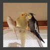 コイスルオカメ(〃ω〃) ｷｬｧ♥