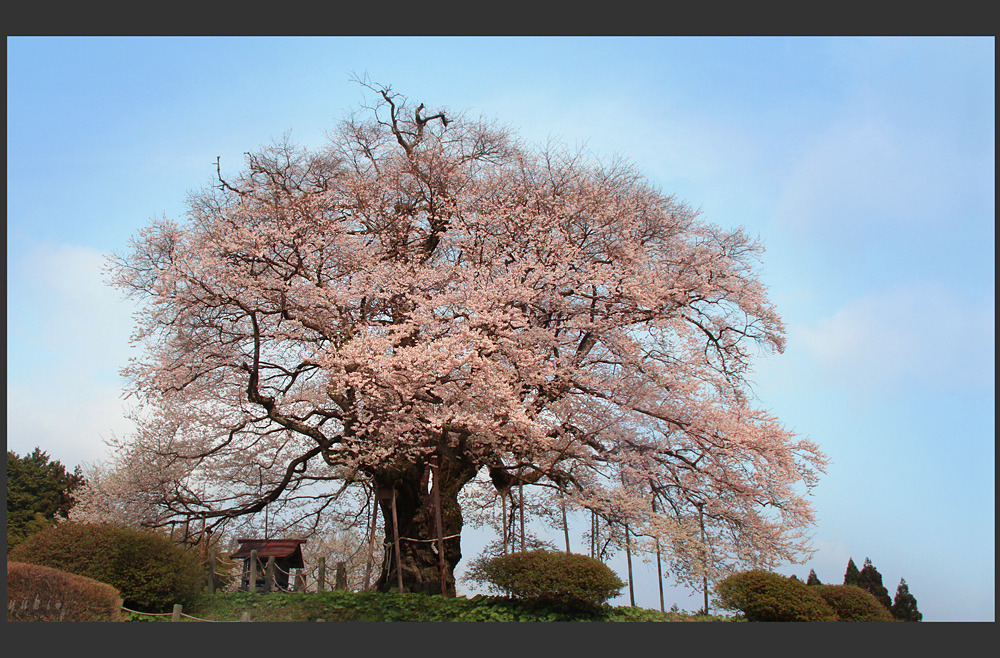 醍醐桜