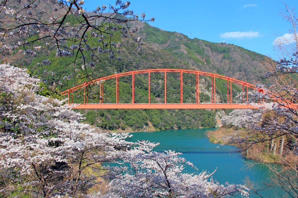 春爛漫の桜旅　名もなき橋（大渡ダム編）
