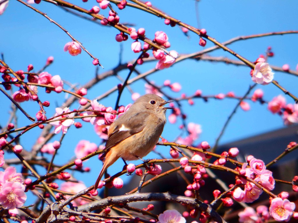 春の詩