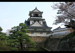 桜咲く高知城