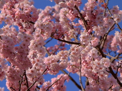国花　桜