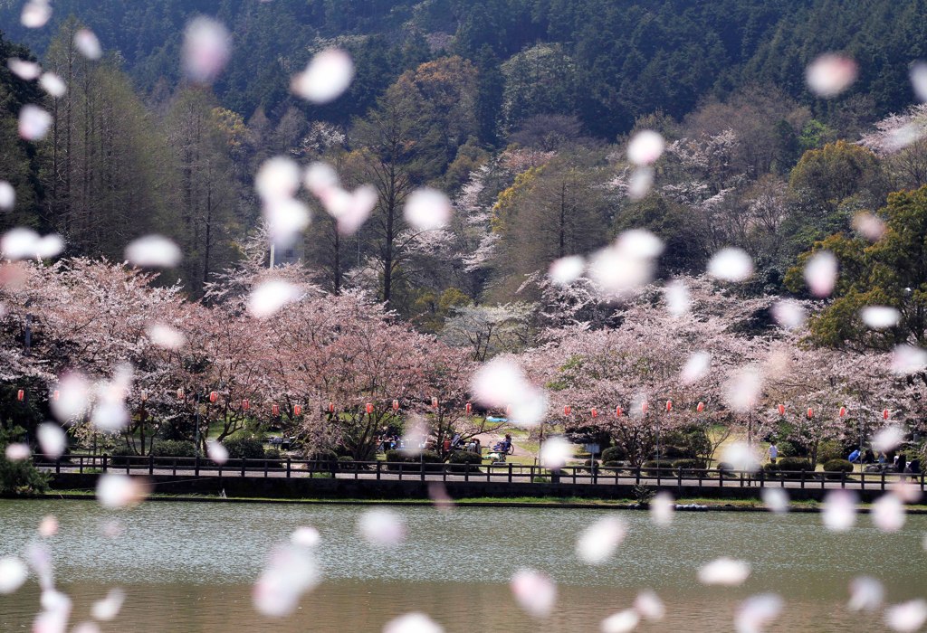 桜舞う