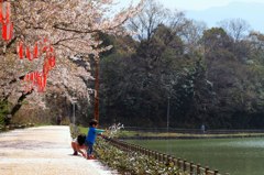 花びら遊び