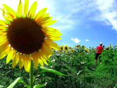 僕の夏休み