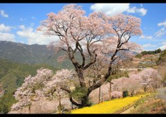 春爛漫の桜旅　ひょうたん桜